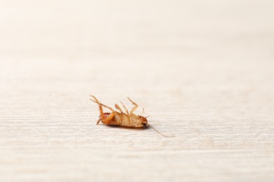 Photo of One cockroach on wooden table, closeup. Space for text