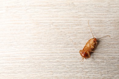 Photo of One cockroach on wooden table, top view. Space for text