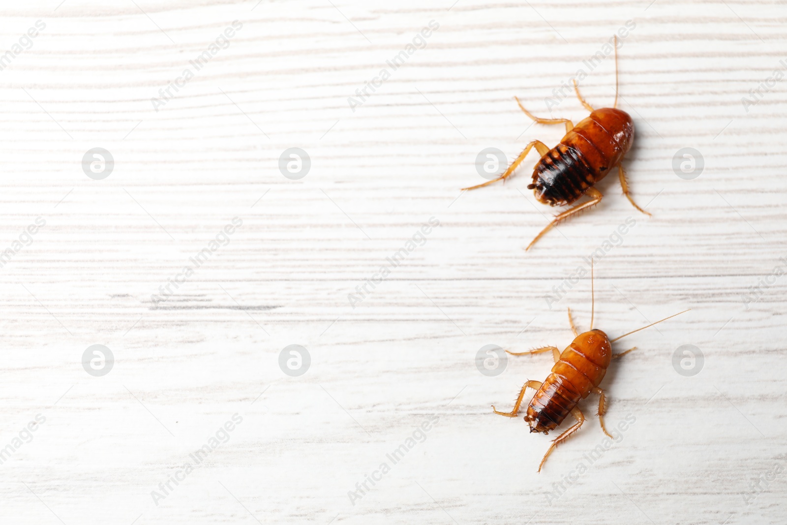 Two cockroaches on white wooden table, flat lay. Space for text Photo of Two cockroaches on white wooden table, flat lay. Space for text