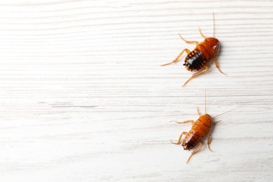 Photo of Two cockroaches on white wooden table, flat lay. Space for text