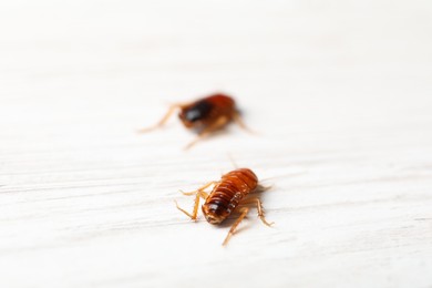 Photo of Two cockroaches on white wooden table, closeup. Pest control