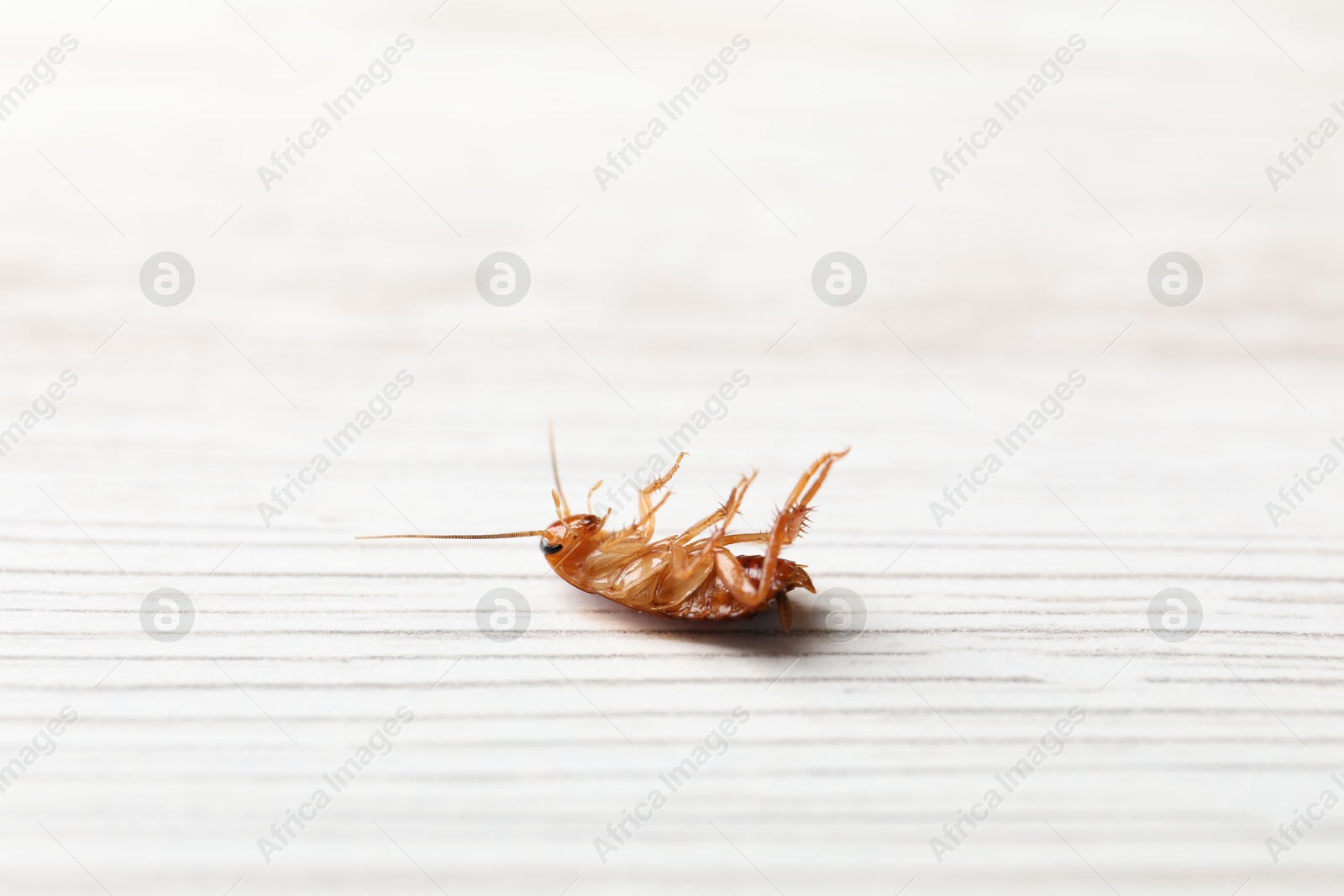 One cockroach on white wooden table, closeup. Pest control Photo of One cockroach on white wooden table, closeup. Pest control
