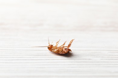 Photo of One cockroach on white wooden table, closeup. Pest control