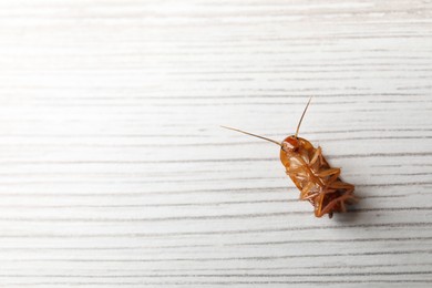 Photo of One cockroach on white wooden table, top view. Space for text