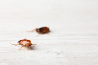 Photo of Two cockroaches on white wooden table, closeup. Space for text