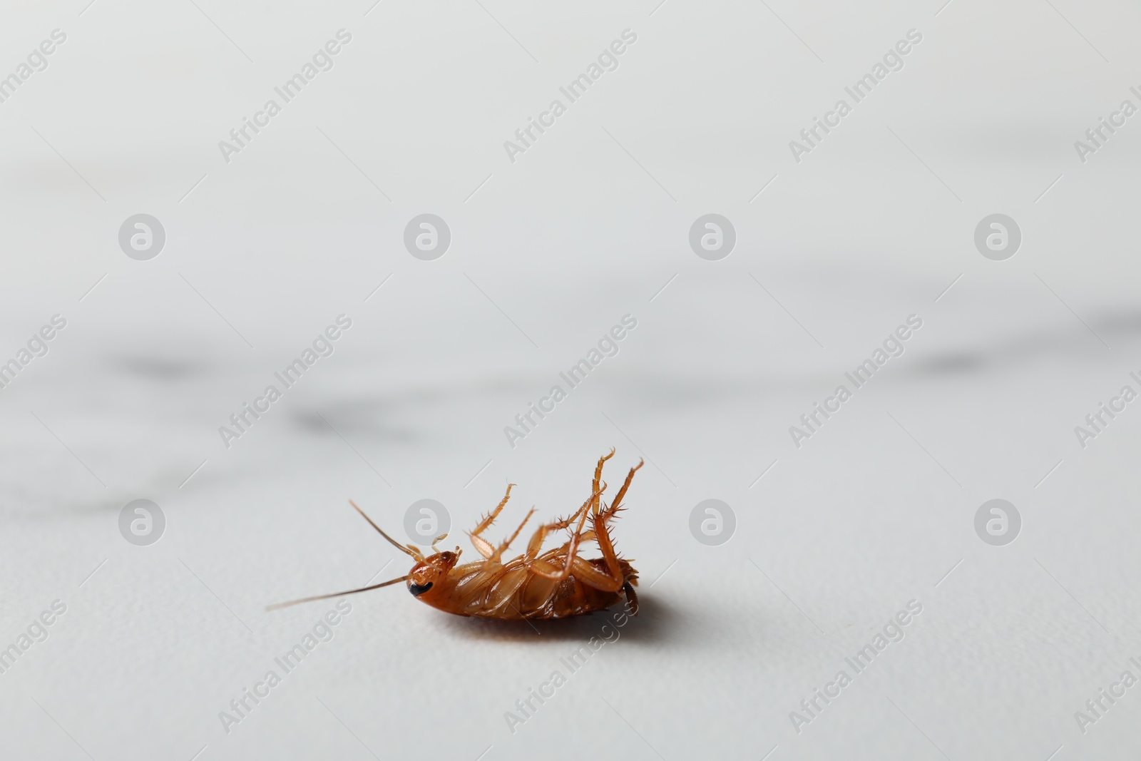 One cockroach on white marble table, closeup. Space for text Photo of One cockroach on white marble table, closeup. Space for text