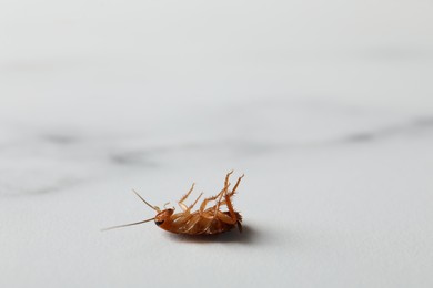 Photo of One cockroach on white marble table, closeup. Space for text