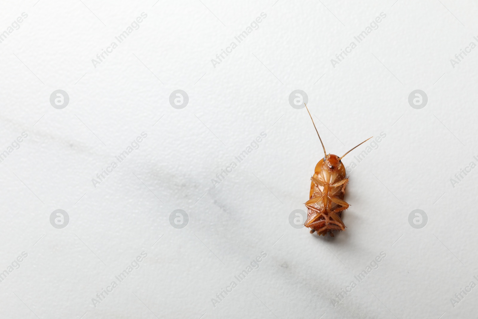 One cockroach on white marble table, top view. Space for text Photo of One cockroach on white marble table, top view. Space for text