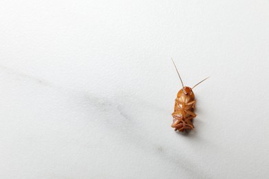Photo of One cockroach on white marble table, top view. Space for text