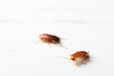 Photo of Two cockroaches on white table, closeup. Space for text