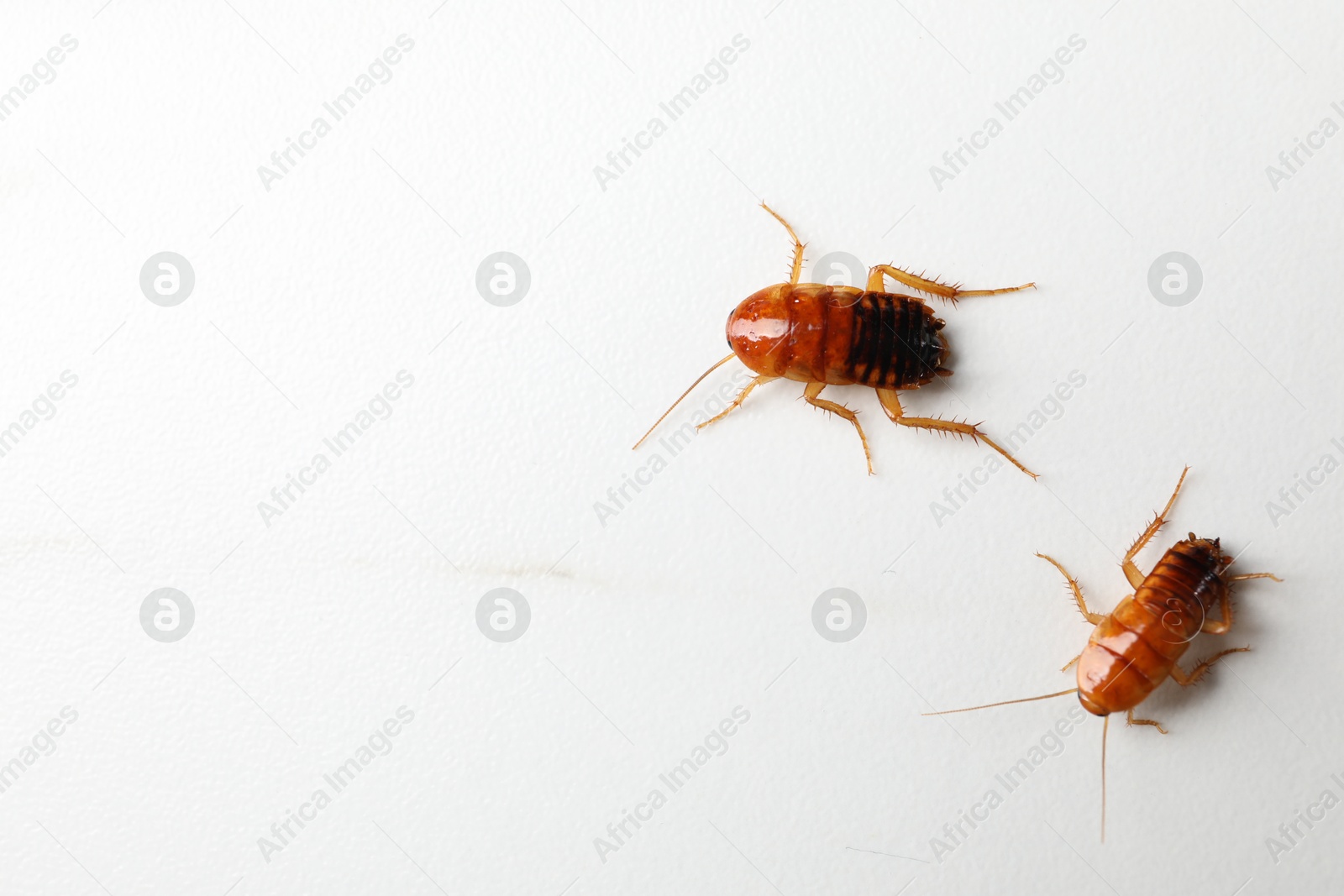 Two cockroaches on white table, flat lay. Space for text Photo of Two cockroaches on white table, flat lay. Space for text