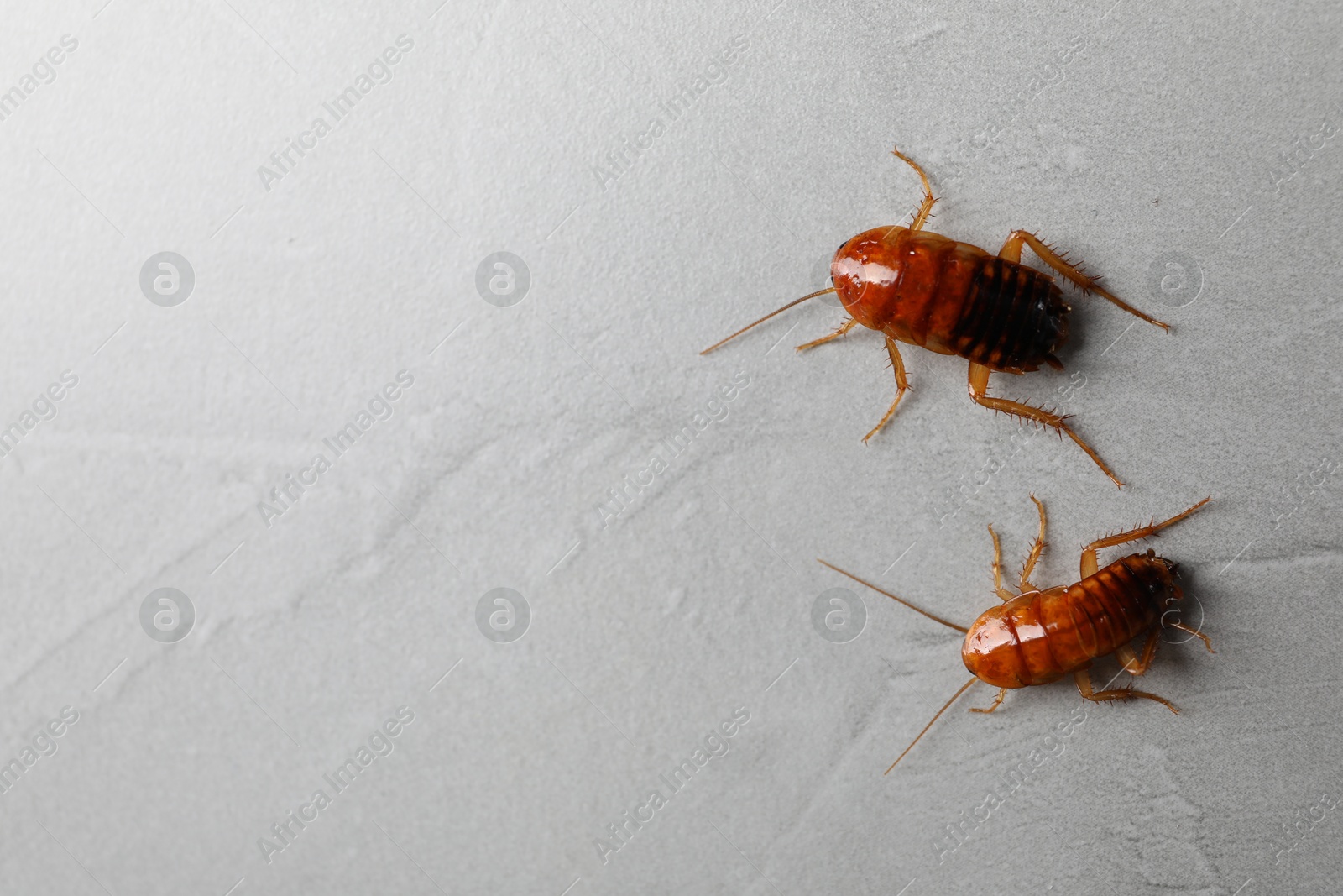 Two cockroaches on light grey table, flat lay. Space for text Photo of Two cockroaches on light grey table, flat lay. Space for text