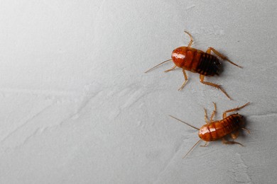 Photo of Two cockroaches on light grey table, flat lay. Space for text
