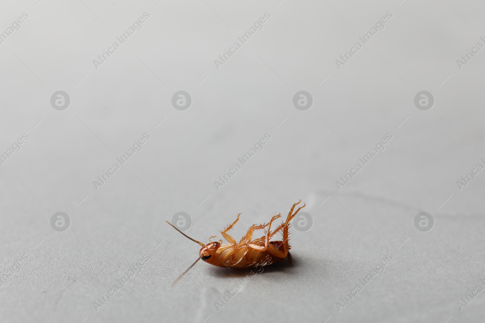 One cockroach on light grey table, closeup. Space for text Photo of One cockroach on light grey table, closeup. Space for text