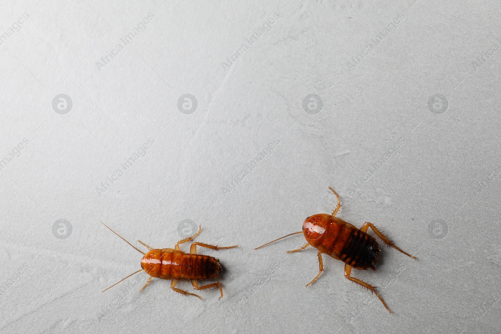 Two cockroaches on light grey table, flat lay. Space for text Photo of Two cockroaches on light grey table, flat lay. Space for text
