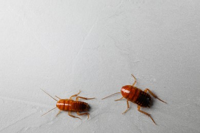 Photo of Two cockroaches on light grey table, flat lay. Space for text