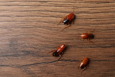 Photo of Many cockroaches on wooden table, flat lay. Space for text