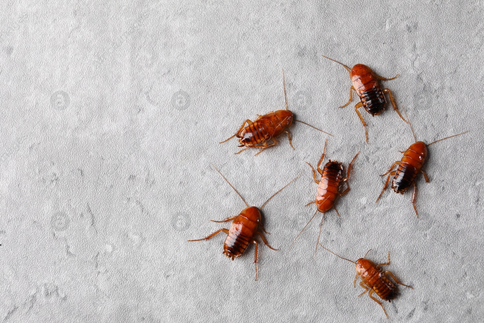 Many cockroaches on grey table, flat lay. Space for text Photo of Many cockroaches on grey table, flat lay. Space for text