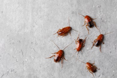 Photo of Many cockroaches on grey table, flat lay. Space for text