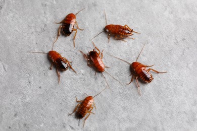 Photo of Many cockroaches on grey table, above view