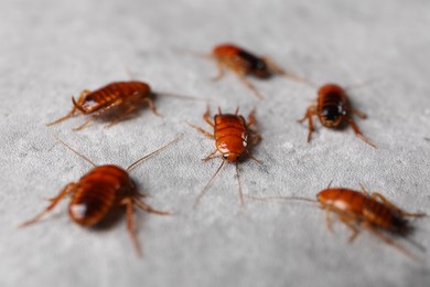Photo of Many cockroaches on grey table, closeup. Pest control