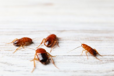 Photo of Many cockroaches on wooden table, closeup. Pest control