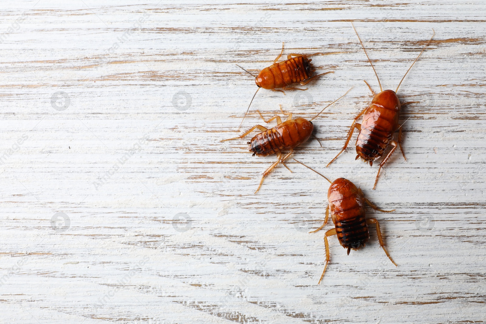 Many cockroaches on wooden table, flat lay. Space for text Photo of Many cockroaches on wooden table, flat lay. Space for text
