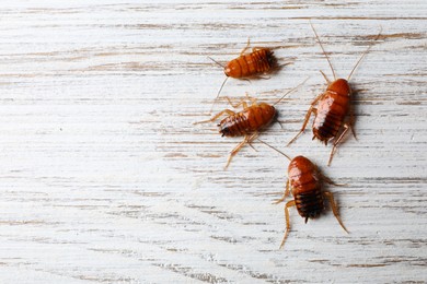 Photo of Many cockroaches on wooden table, flat lay. Space for text