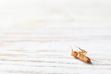 Photo of One cockroach on wooden table, closeup. Space for text