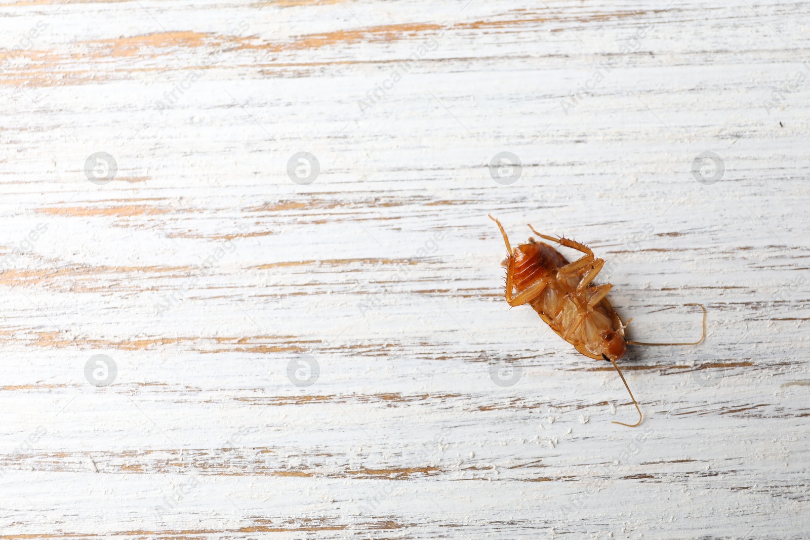 One cockroach on wooden table, top view. Space for text Photo of One cockroach on wooden table, top view. Space for text