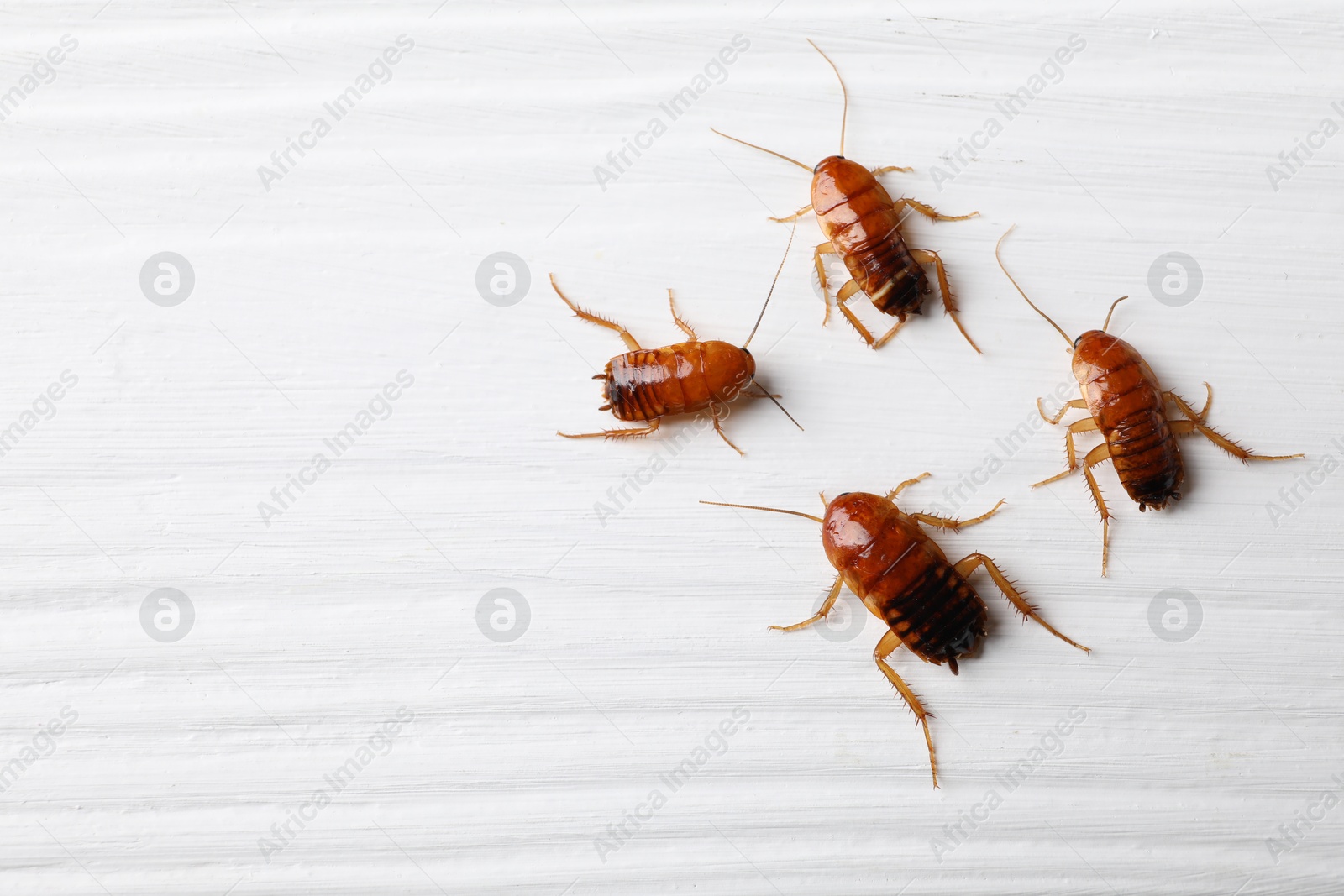 Photo of Many cockroaches on white wooden table, flat lay. Space for text