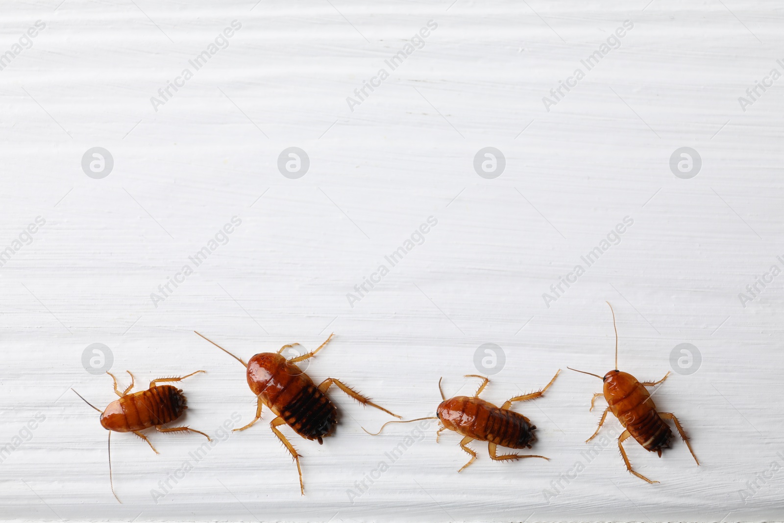Many cockroaches on white wooden table, flat lay. Space for text Photo of Many cockroaches on white wooden table, flat lay. Space for text