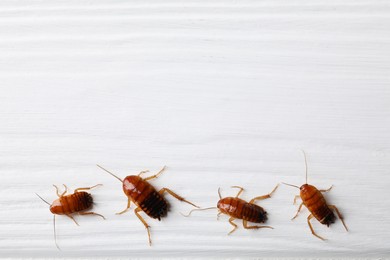 Photo of Many cockroaches on white wooden table, flat lay. Space for text