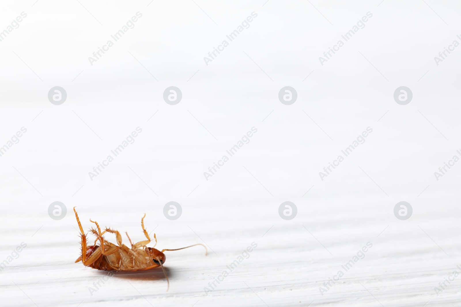 One cockroach on white wooden table, closeup. Space for text Photo of One cockroach on white wooden table, closeup. Space for text
