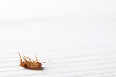 Photo of One cockroach on white wooden table, closeup. Space for text