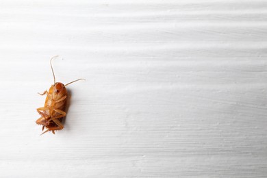 Photo of One cockroach on white wooden table, top view. Space for text