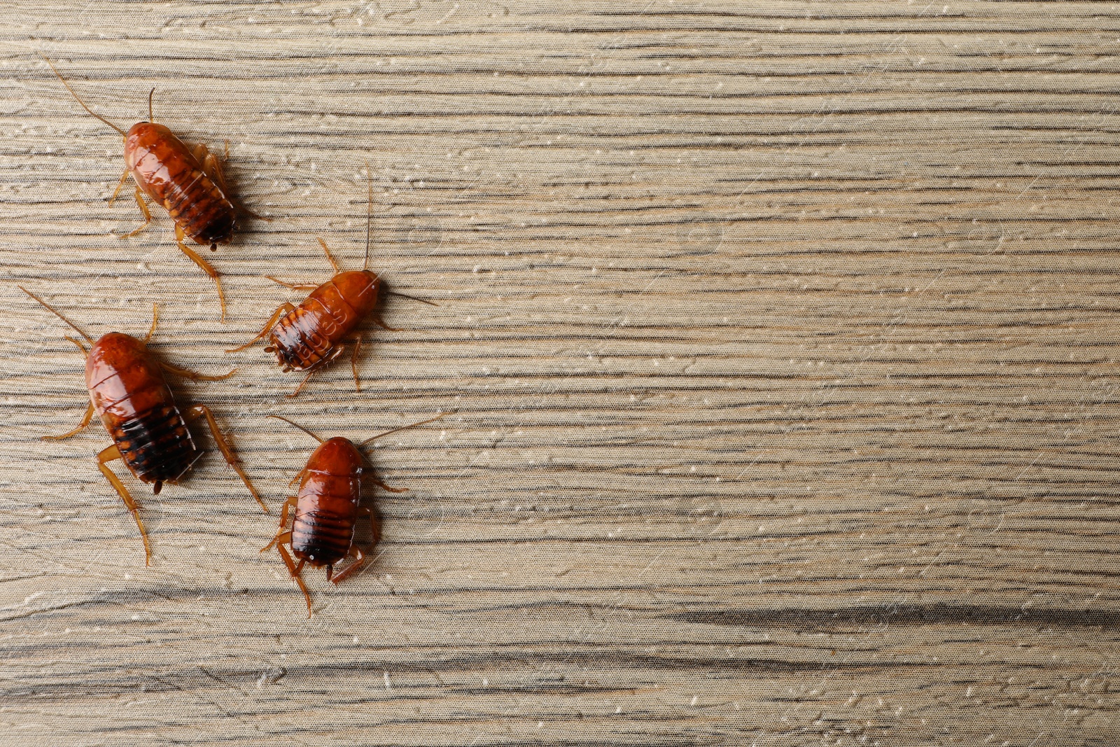 Many cockroaches on wooden table, flat lay. Space for text Photo of Many cockroaches on wooden table, flat lay. Space for text