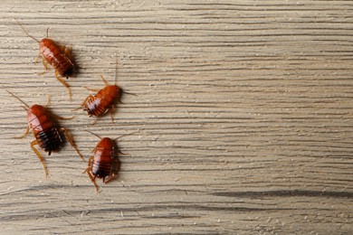 Photo of Many cockroaches on wooden table, flat lay. Space for text