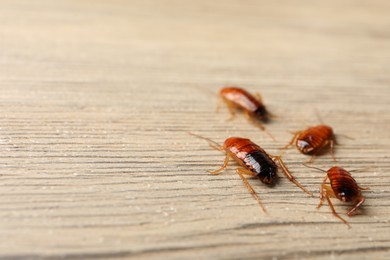 Photo of Many cockroaches on wooden table, closeup. Space for text