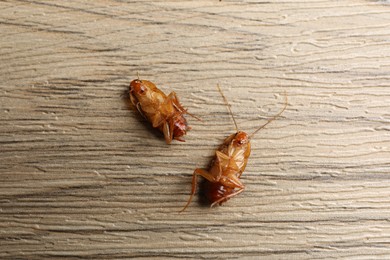 Photo of Two cockroaches on wooden table, flat lay