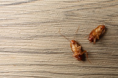 Photo of Two cockroaches on wooden table, flat lay. Space for text