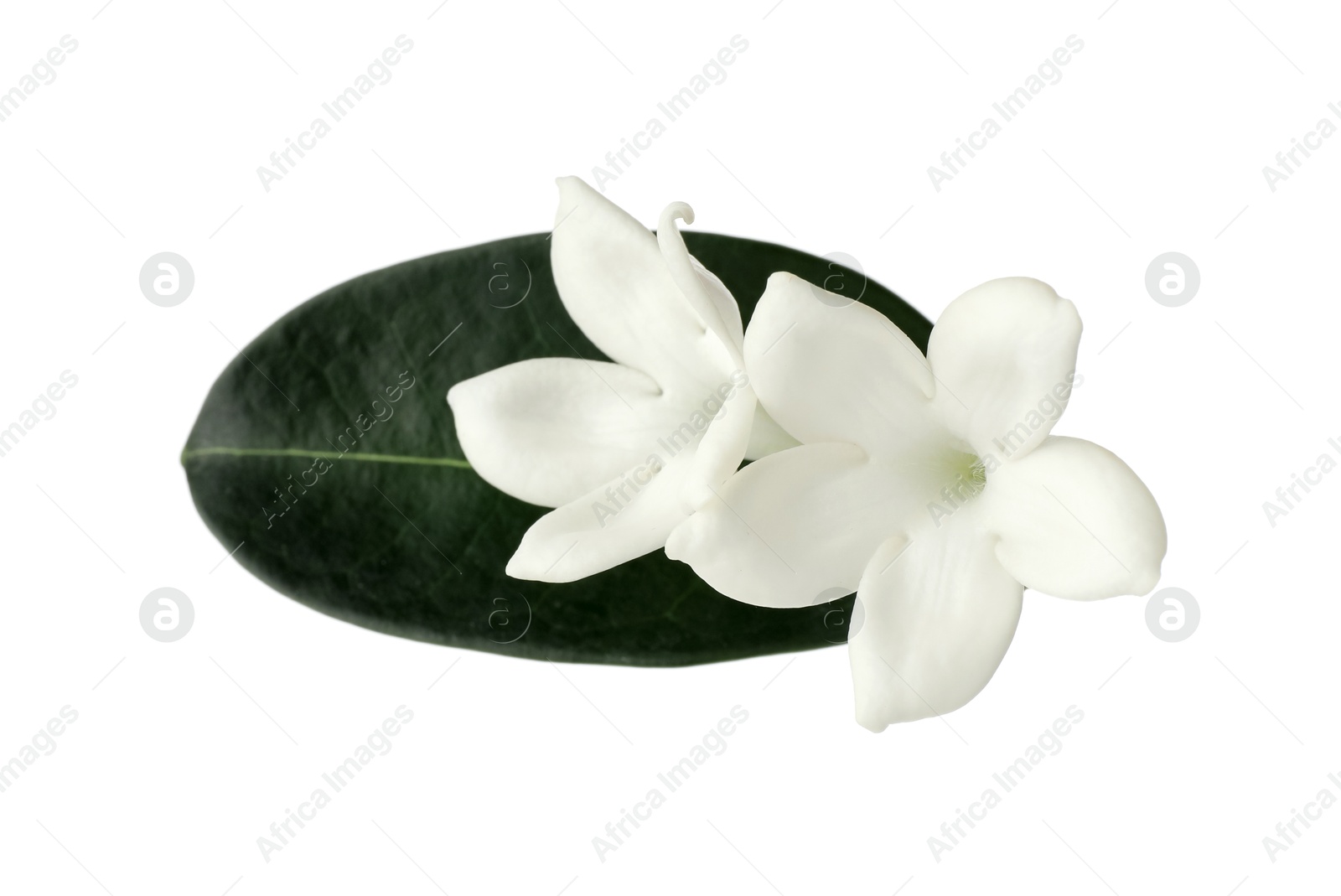 Beautiful aromatic jasmine flowers and leaf isolated on white Photo of Beautiful aromatic jasmine flowers and leaf isolated on white