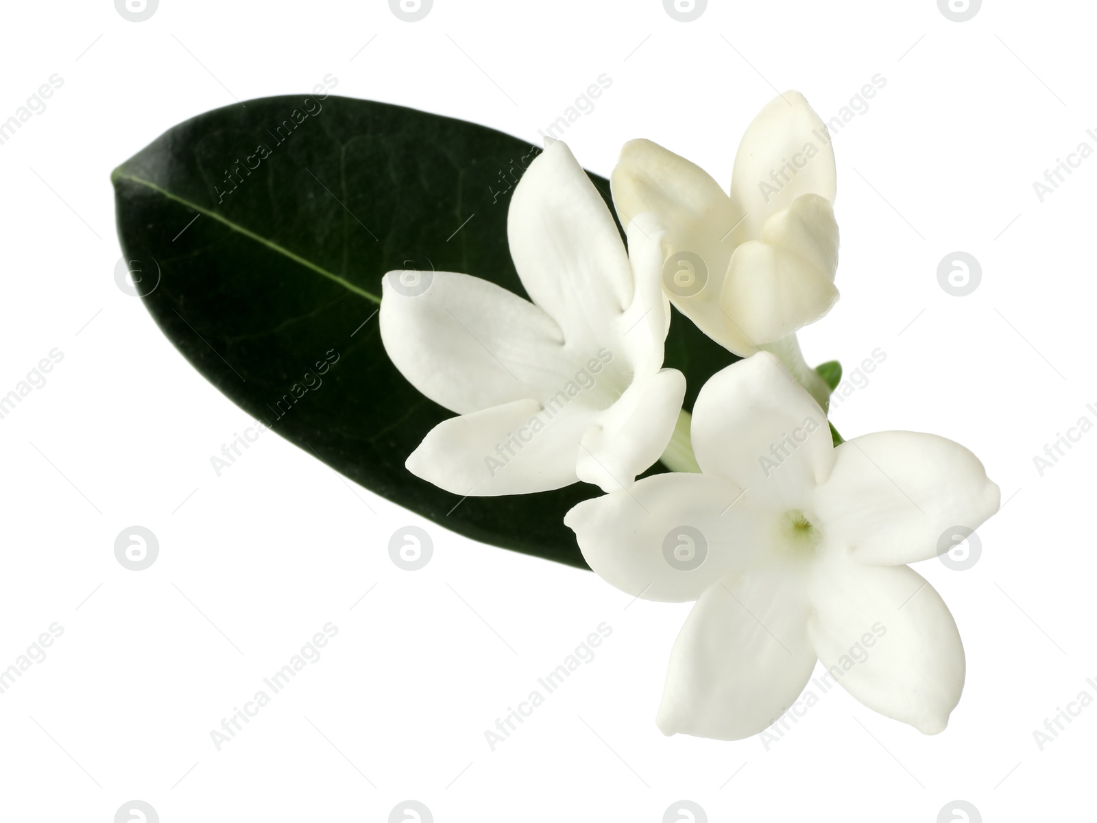 Beautiful aromatic jasmine flowers and leaf isolated on white Photo of Beautiful aromatic jasmine flowers and leaf isolated on white