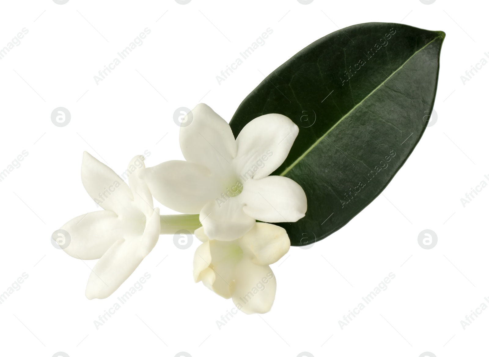 Beautiful aromatic jasmine flowers and leaf isolated on white Photo of Beautiful aromatic jasmine flowers and leaf isolated on white