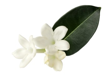 Photo of Beautiful aromatic jasmine flowers and leaf isolated on white
