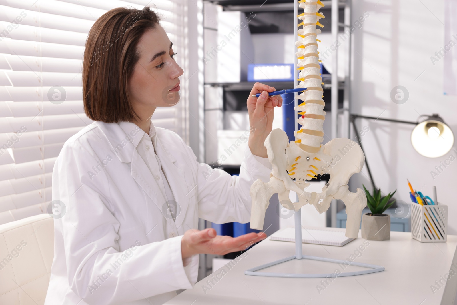 Doctor pointing at sections of human spine model at desk in clinic Photo of Doctor pointing at sections of human spine model at desk in clinic