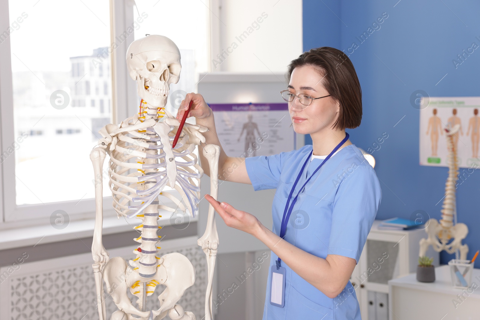 Doctor pointing at sections of human skeleton model in clinic Photo of Doctor pointing at sections of human skeleton model in clinic