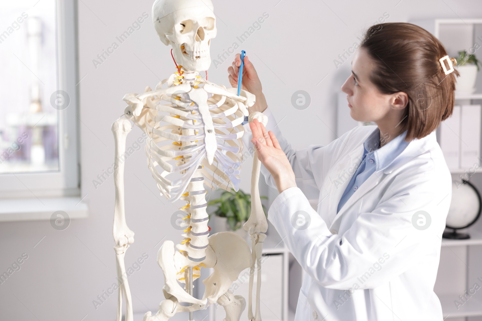 Doctor pointing at sections of human skeleton model in clinic Photo of Doctor pointing at sections of human skeleton model in clinic