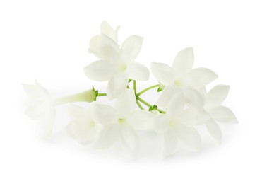 Photo of Beautiful aromatic jasmine flowers isolated on white