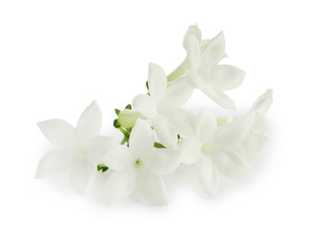Photo of Beautiful aromatic jasmine flowers isolated on white